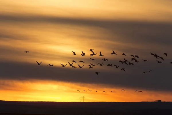 Oche in volo al tramonto — Foto Stock