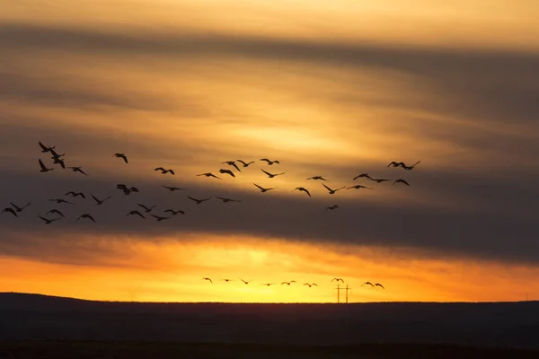 Gansos en vuelo atardecer — Foto de Stock