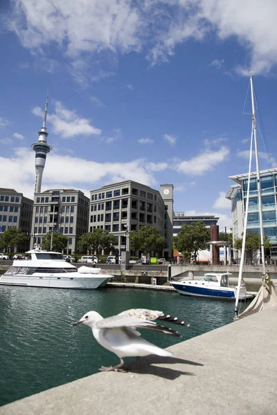 Auckland Nouvelle-Zélande — Photo
