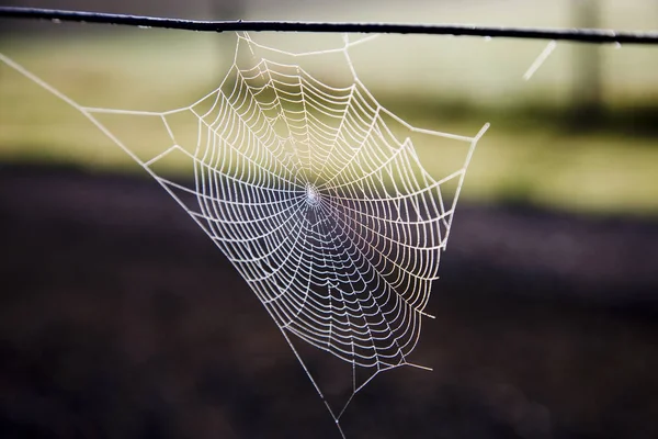 Spider Web Silk — Stockfoto