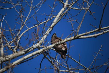 Ağaçta altın kartal