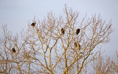 Kel kartal İstanbul