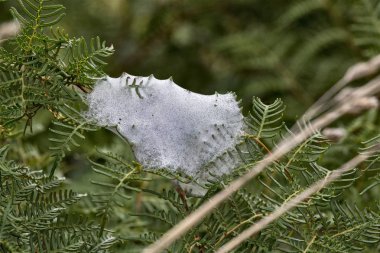 Örümcek Web ipek çiğ