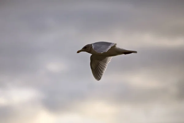 Uçan martı — Stok fotoğraf