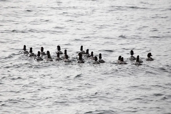 Enten im Wasser — Stockfoto