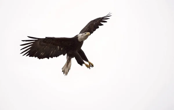 Bald Eagle British Columbia w locie — Zdjęcie stockowe