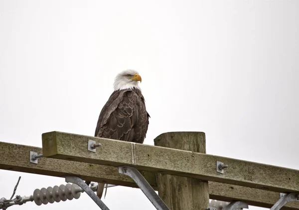 Bald Eagle British Columbia — Stock Photo, Image