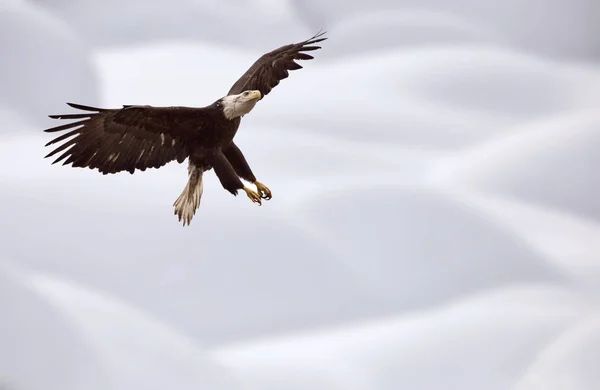 Bald Eagle British Columbia in vlucht — Stockfoto