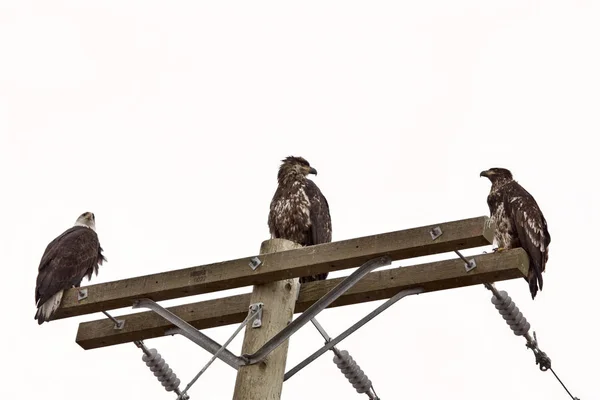 Águila calva Columbia Británica —  Fotos de Stock