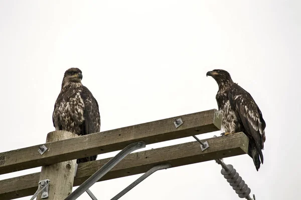 Águila calva Columbia Británica — Foto de Stock