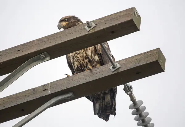 Weißkopfseeadler — Stockfoto