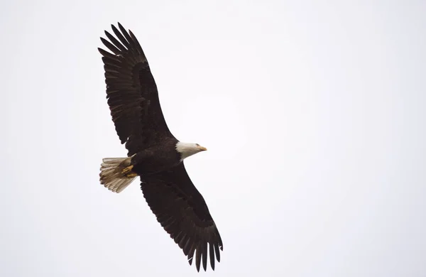 Weißkopfseeadler Britische Columbia im Flug — Stockfoto