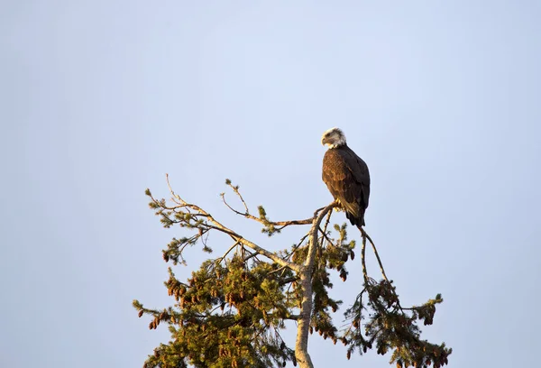 Bald Eagle British Columbia — Stockfoto