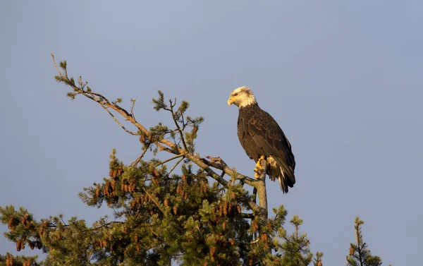 Bald Eagle British Columbia — Stock Photo, Image