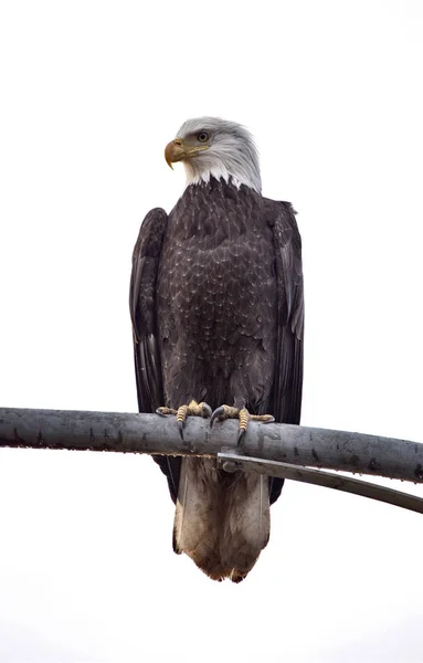 Bald Eagle British Columbia — Stock Photo, Image