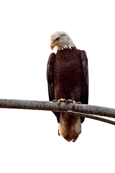 Weißkopfseeadler — Stockfoto