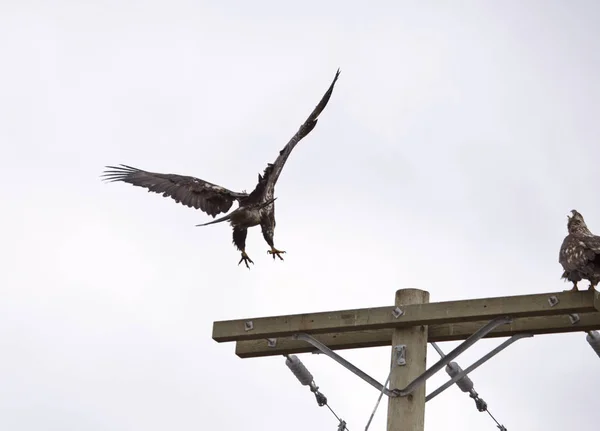 在飞行中的秃头鹰不列颠哥伦比亚省 — 图库照片
