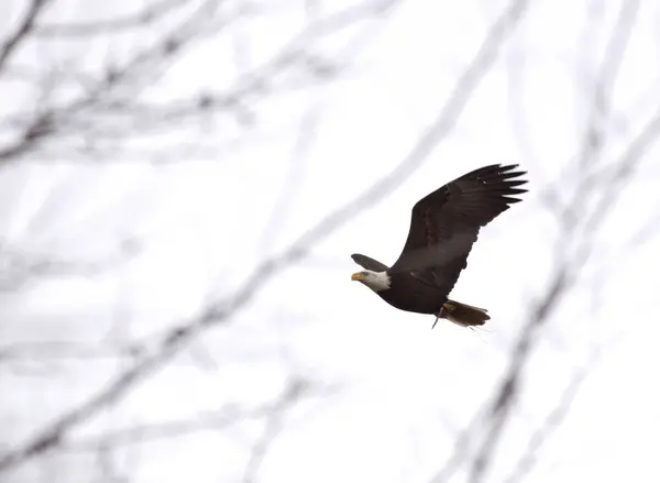 Bald Eagle British Columbia under flygning — Stockfoto