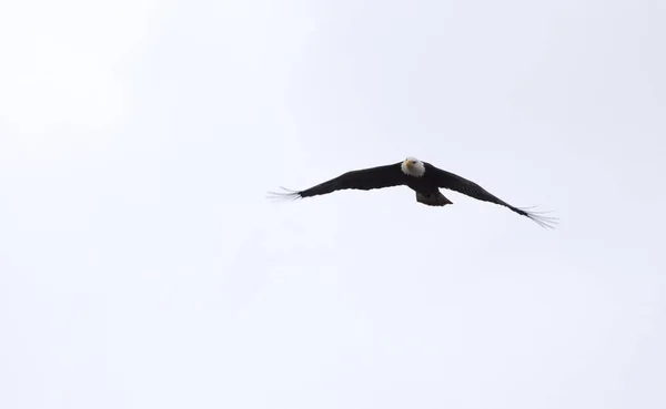 Bald Eagle Colúmbia Britânica em voo — Fotografia de Stock