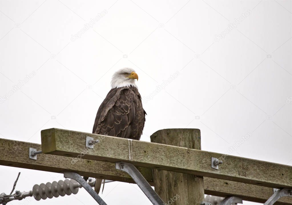 Bald Eagle British Columbia