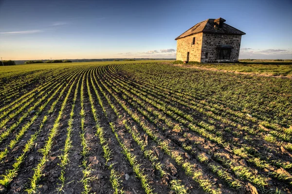 Zonsondergang lichte Saskatchewan boerderij — Stockfoto