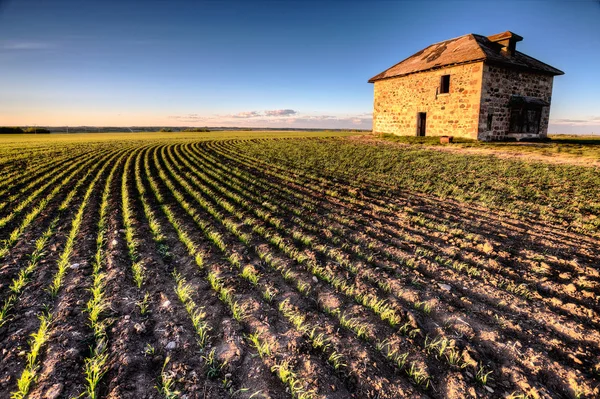 Zonsondergang lichte Saskatchewan boerderij — Stockfoto