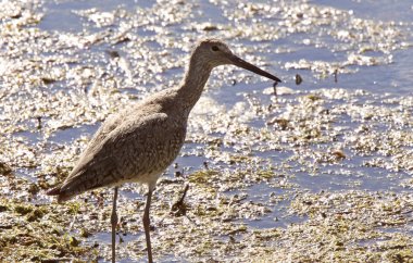 Mermer çulluğu Kanada