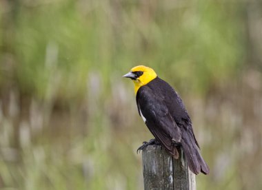 Sarı kafalı siyah kuş