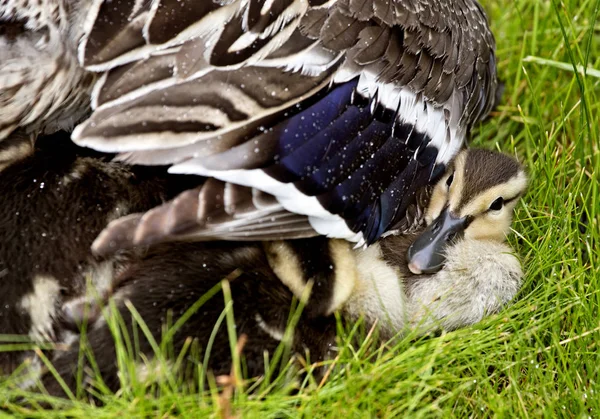 Entenmutter und Babys — Stockfoto