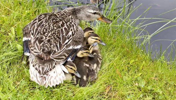 Mother Duck and Babies — Stock Photo, Image