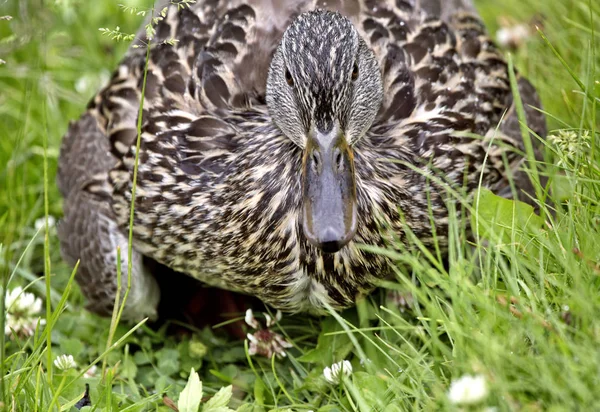 Mother Duck and Babies — Stock Photo, Image