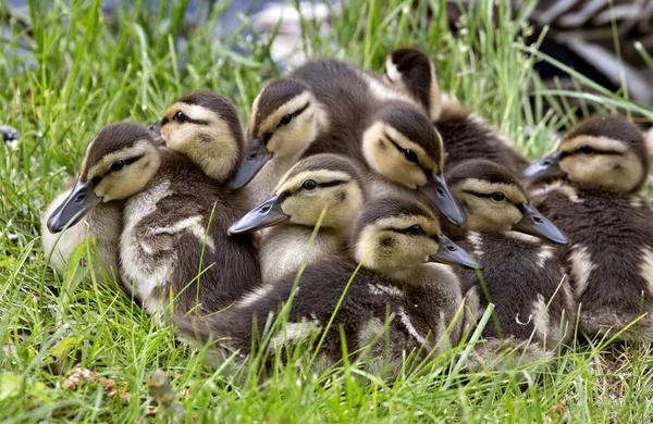 Entenmutter und Babys — Stockfoto