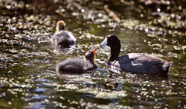 Bebek tavuk Waterhen — Stok fotoğraf