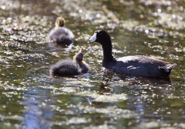 Baby Coot Waterhen — Stock Photo, Image