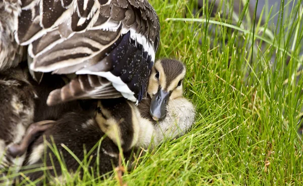 Entenmutter und Babys — Stockfoto