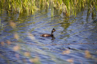 Kulaklı batağan Saskatchewan