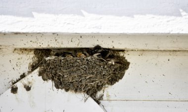 Kırlangıç yuva bebekler ile