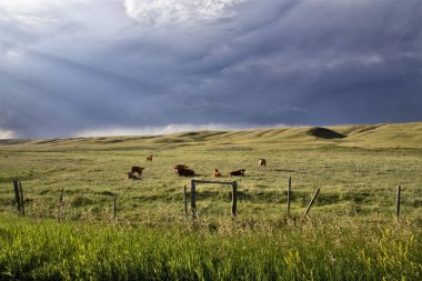 Fırtına bulutları Saskatchewan sığır