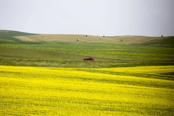 Campo di Canola Saskatchewan — Foto Stock