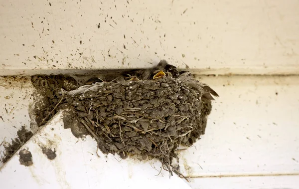 Kırlangıç yuva bebekler ile