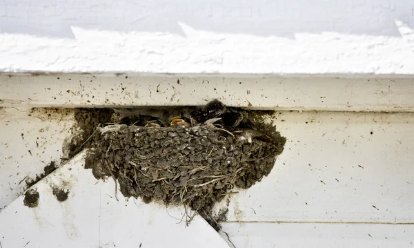 Kırlangıç yuva bebekler ile