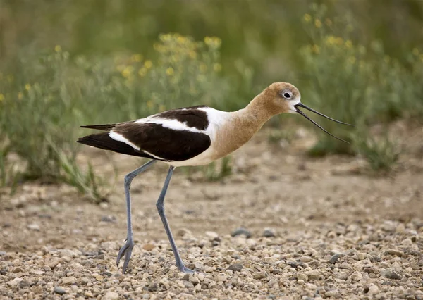 Avocet ostrzeżenie na drodze — Zdjęcie stockowe