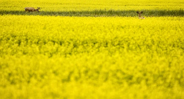 Jelen v poli řepky — Stock fotografie