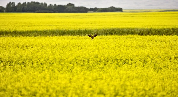 Олень в Канола-Филд — стоковое фото