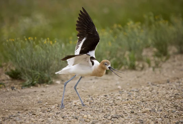 Avocet ostrzeżenie na drodze — Zdjęcie stockowe