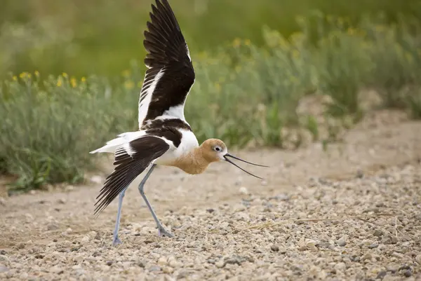 Avocet ostrzeżenie na drodze — Zdjęcie stockowe