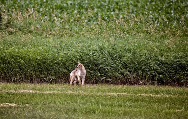 コヨーテ子犬カナダ — ストック写真