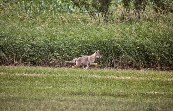 Canadá de cachorro de Coyote —  Fotos de Stock