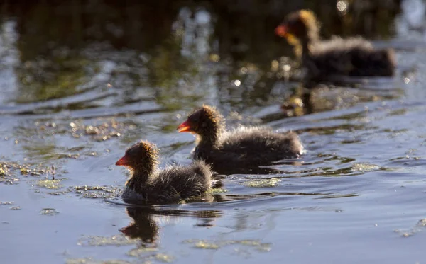 Coot Waterhen Babies — Stock Photo, Image