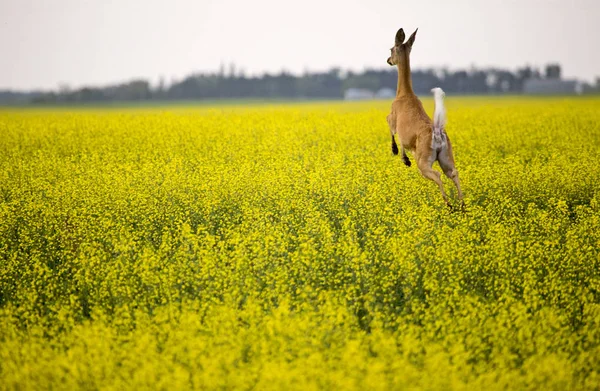 Rådjur i raps fält — Stockfoto